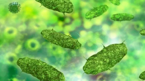 Can the internet save you from food poisoning?