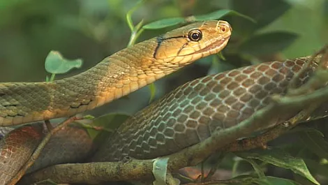 Vodafone leaves telematic trail with Italian Cobra acquisition