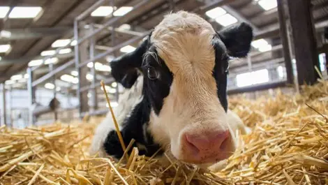 Talk to workers about calving risks, regulator urges